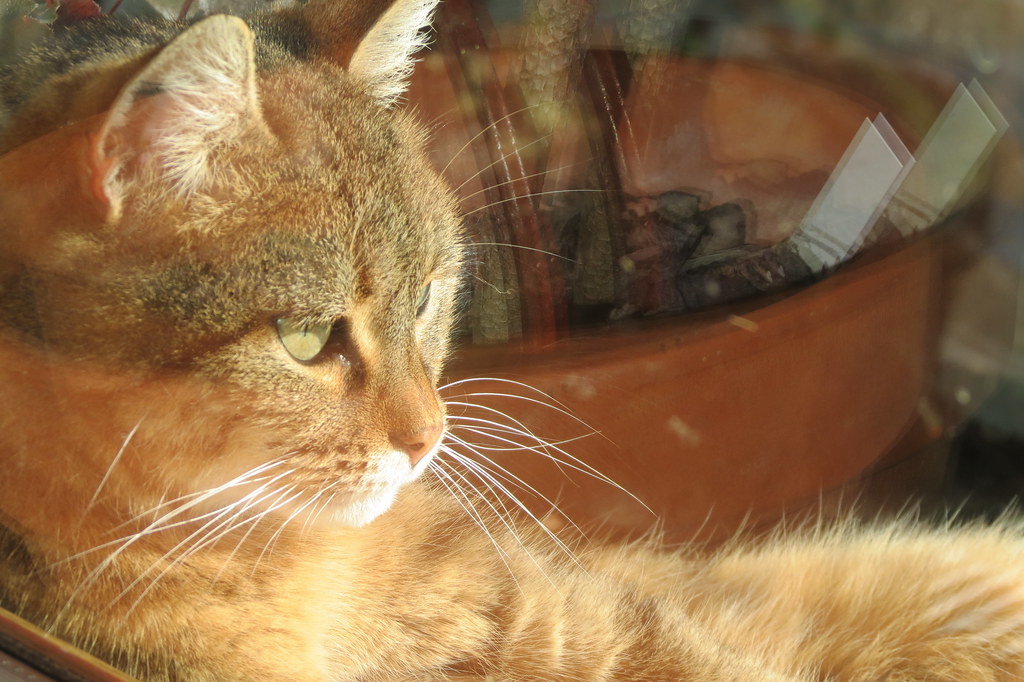 Allegheny Tails cat care visit in Allegheny County