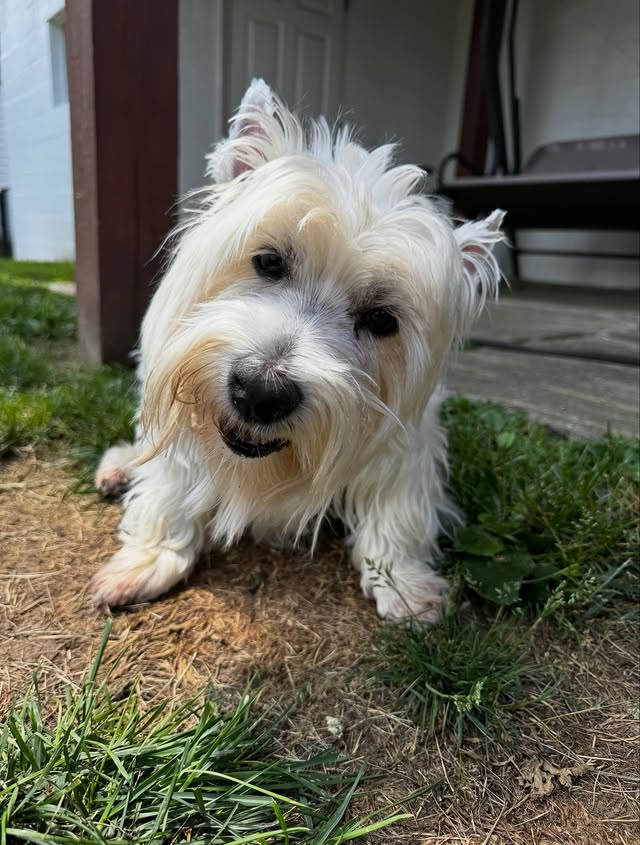 Allegheny Tails pet care