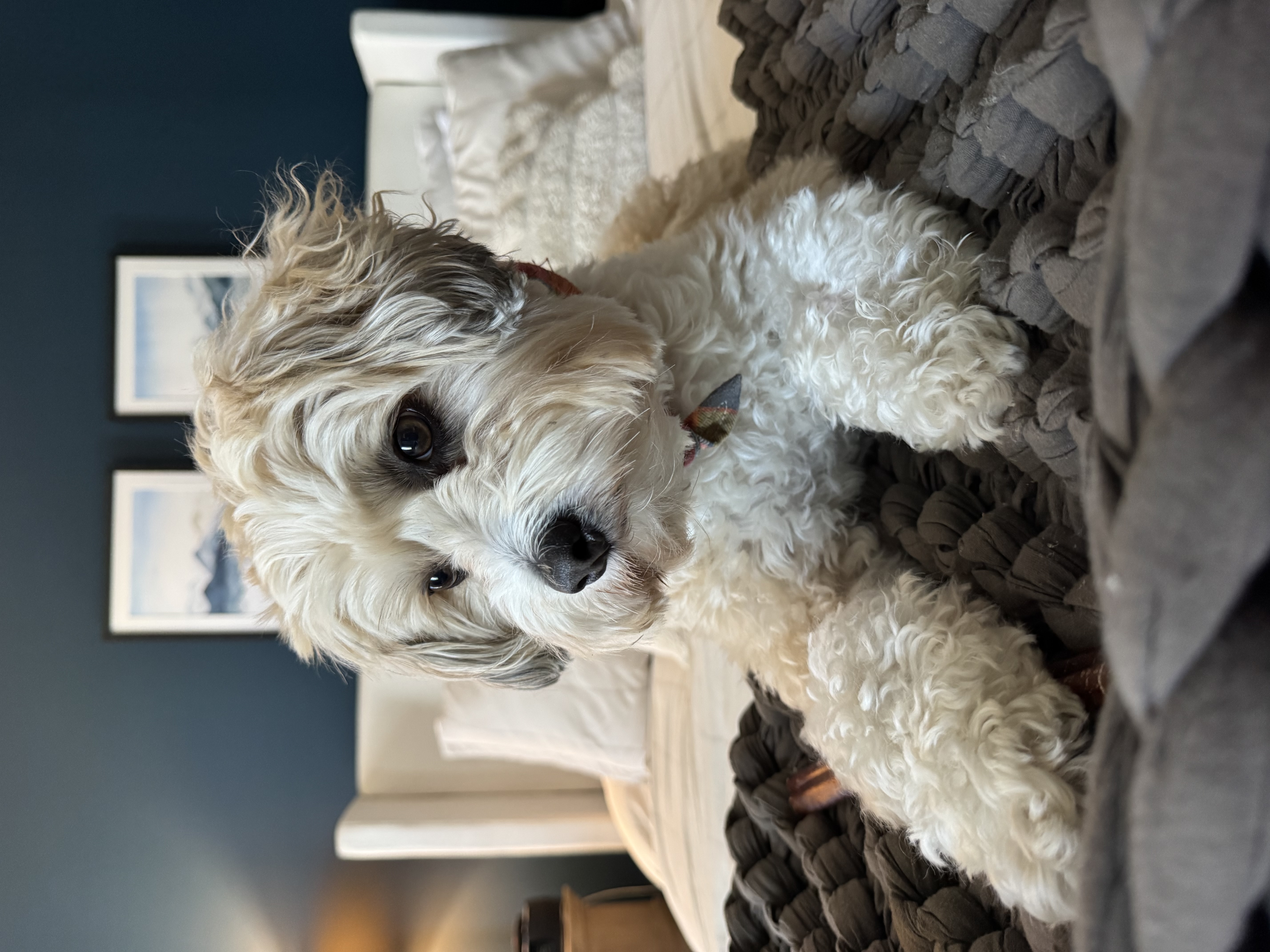 Lucca, Bob's dog with Allegheny Tails