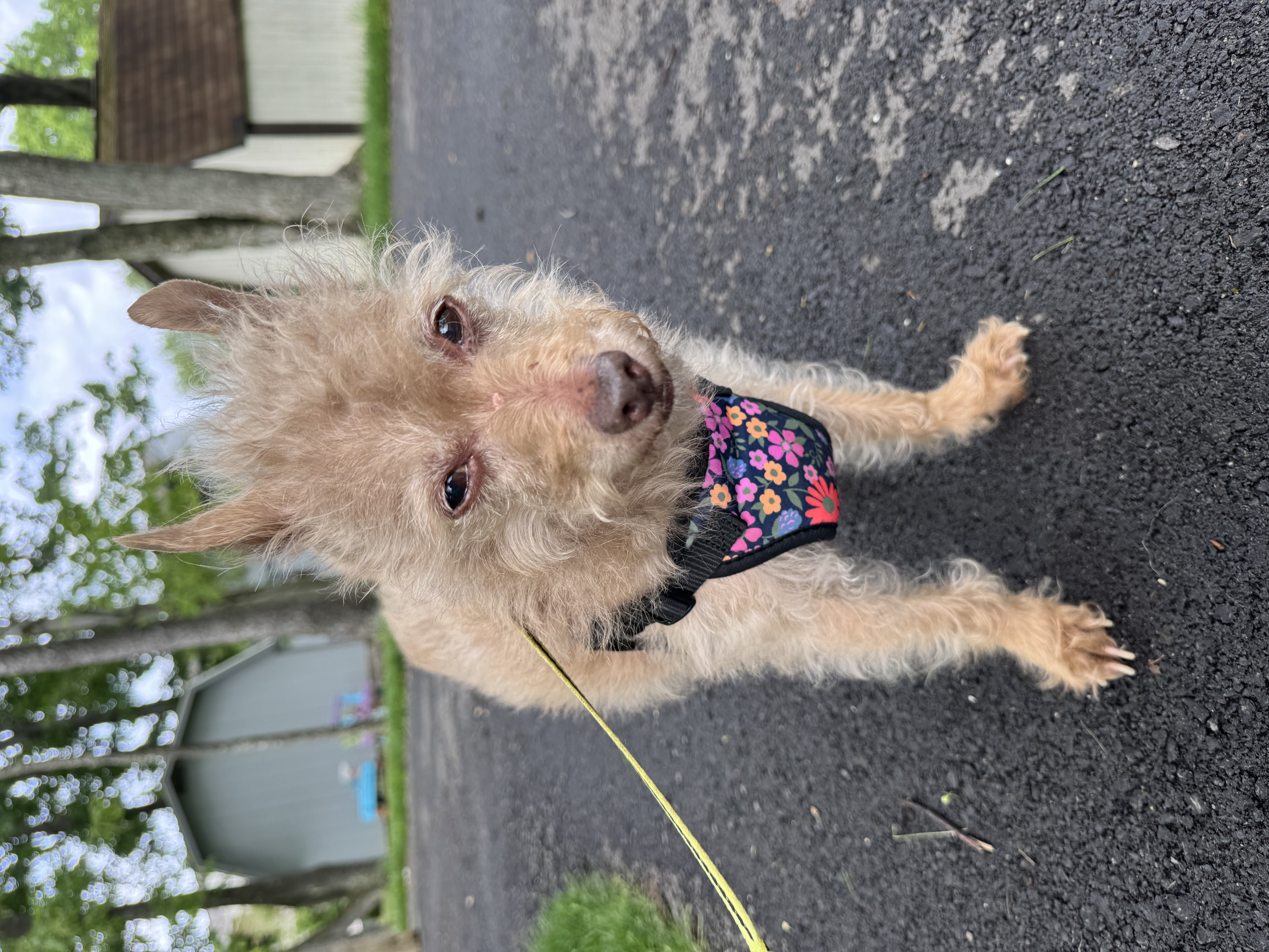 Maisy, Kim's dog with Allegheny Tails
