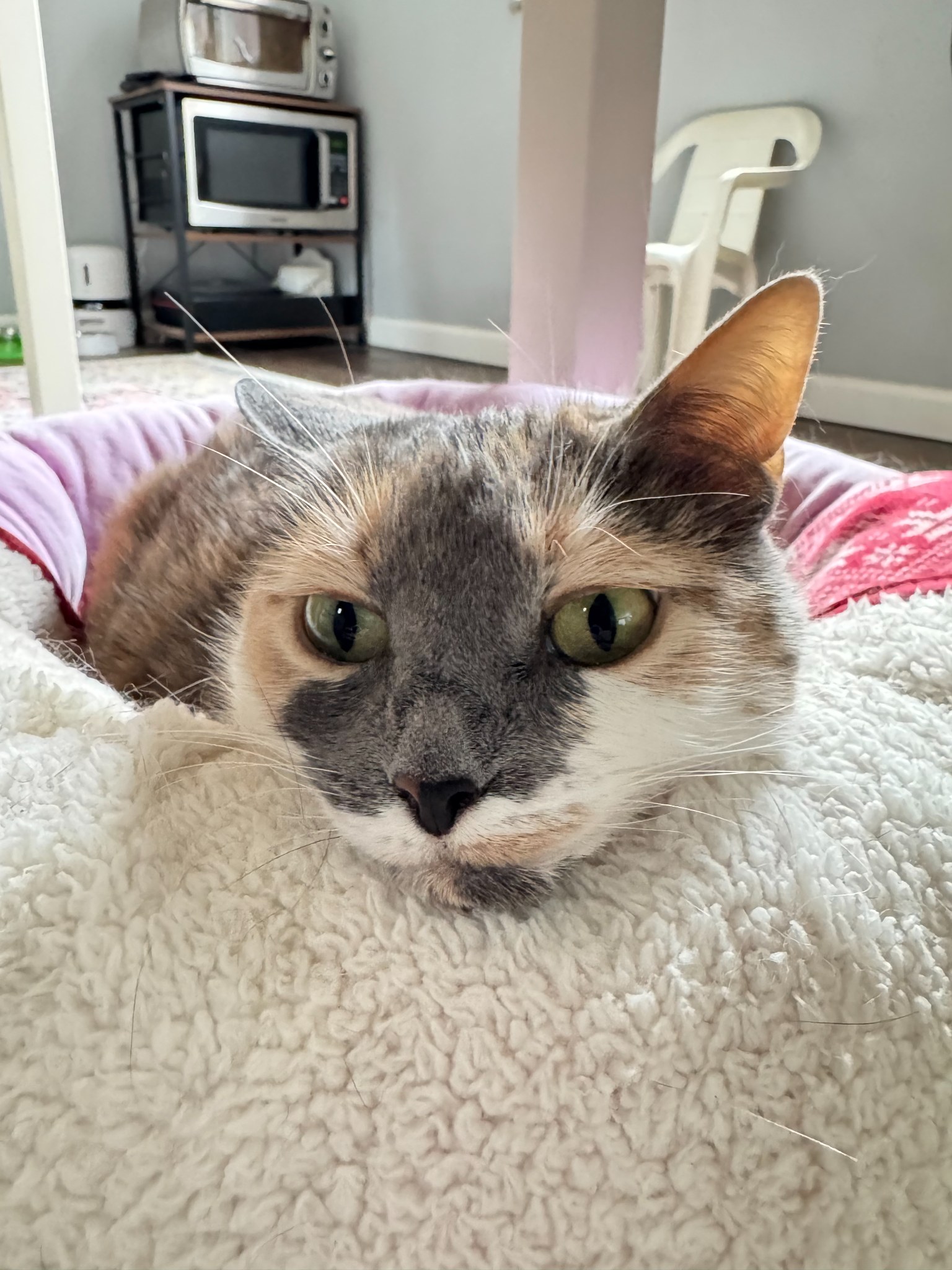 Cat care and pet sitting Allegheny County