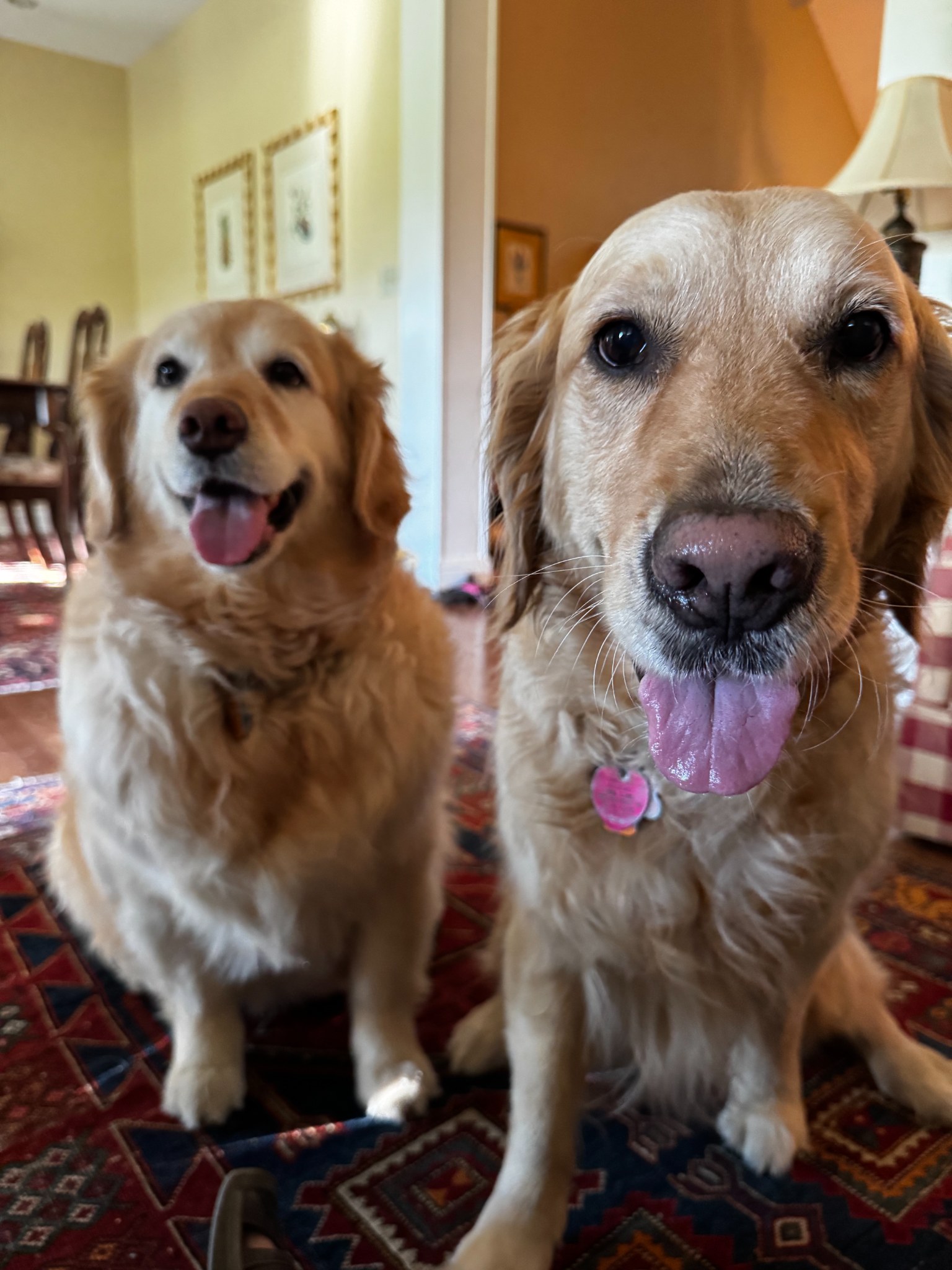Dog walking service in Allegheny County Pennsylvania