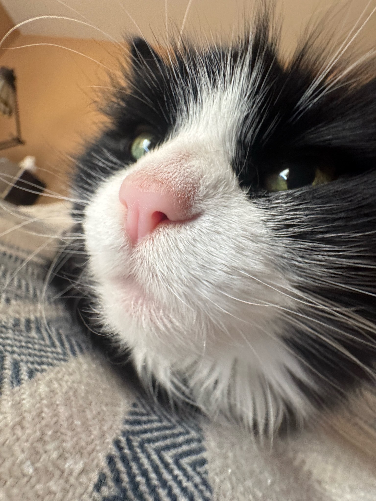 Cat care drop-in visits Allegheny County