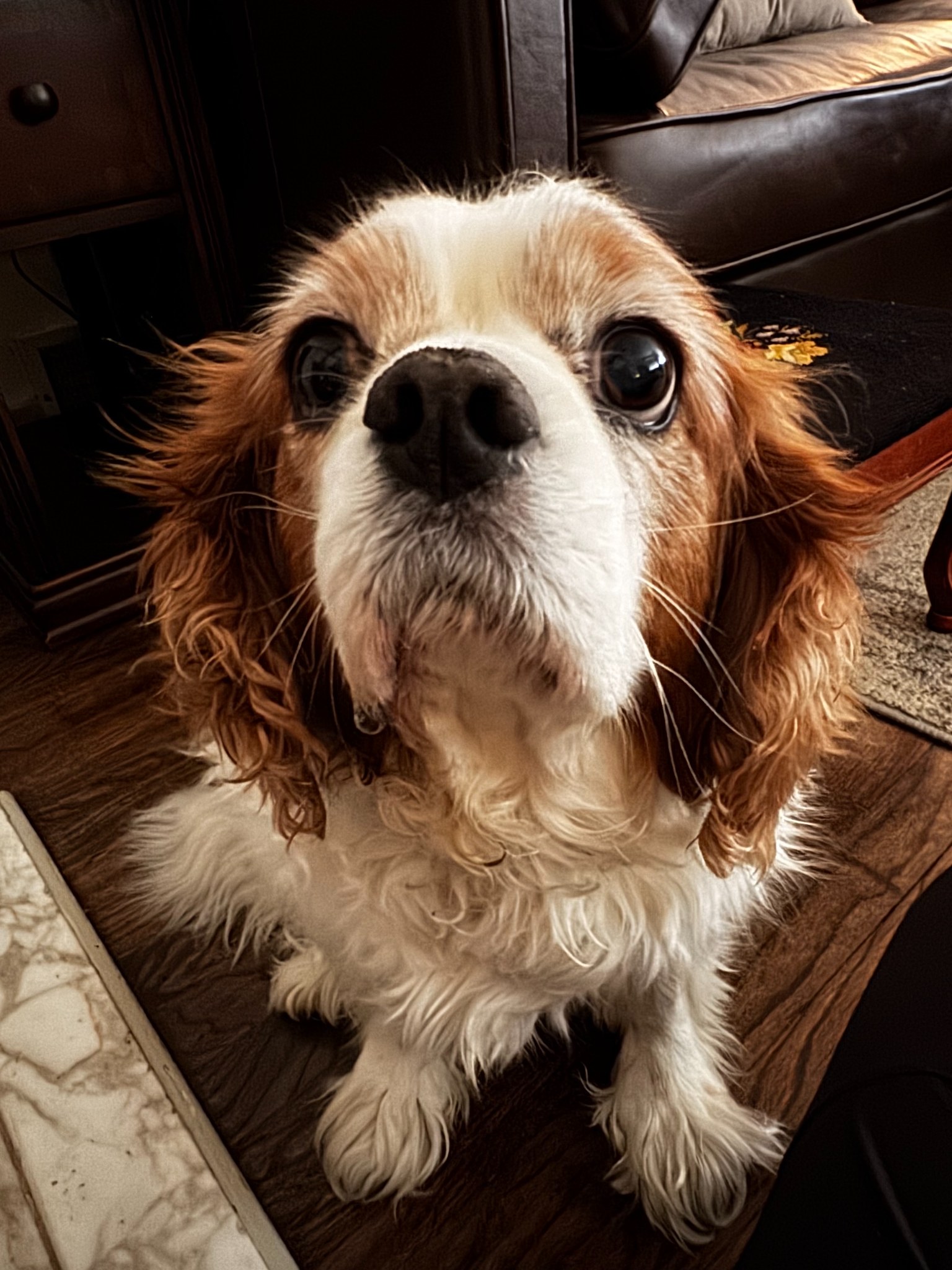 Drop-in pet care visits Allegheny County PA