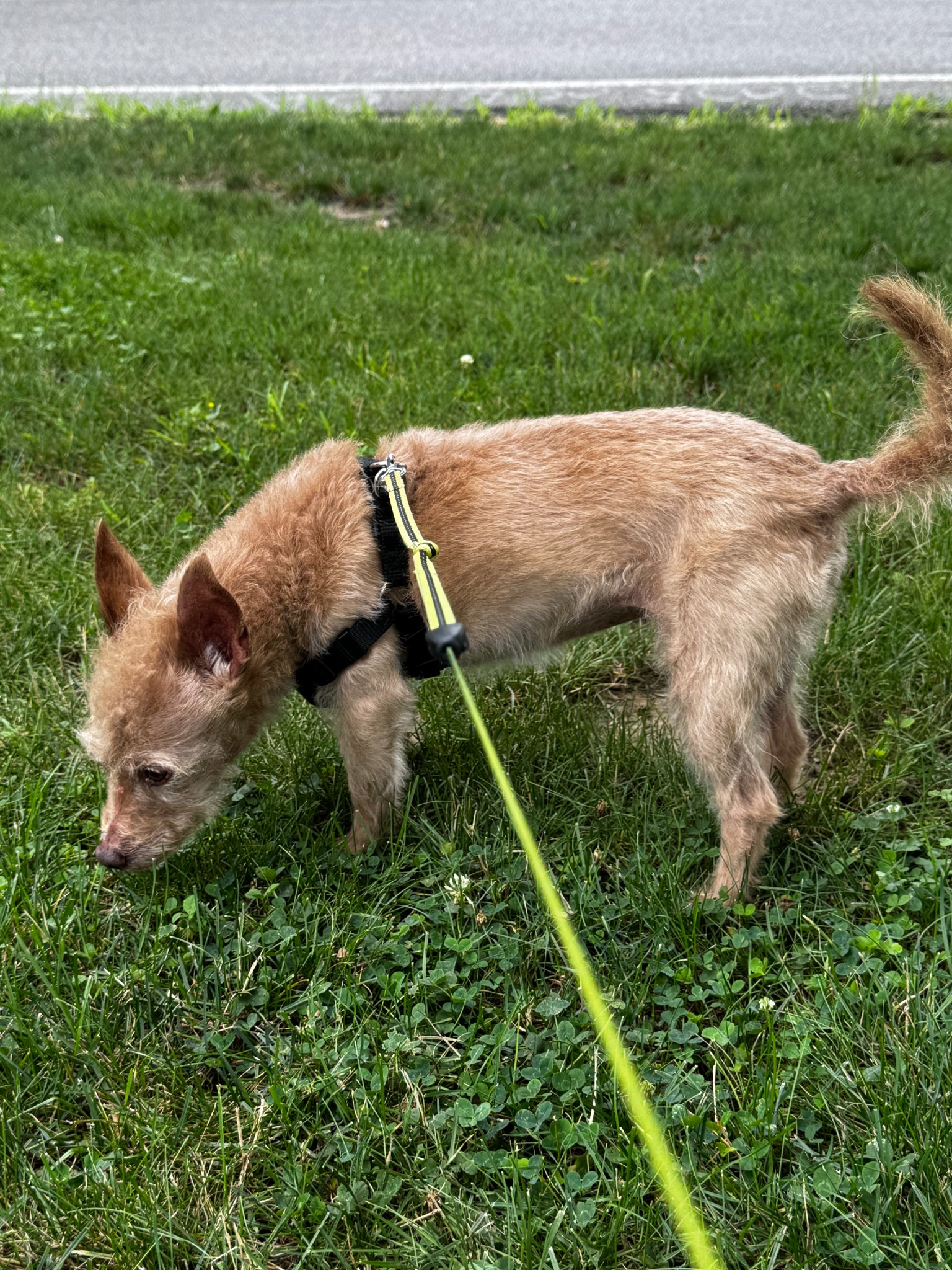 30-minute dog walks in Allegheny County