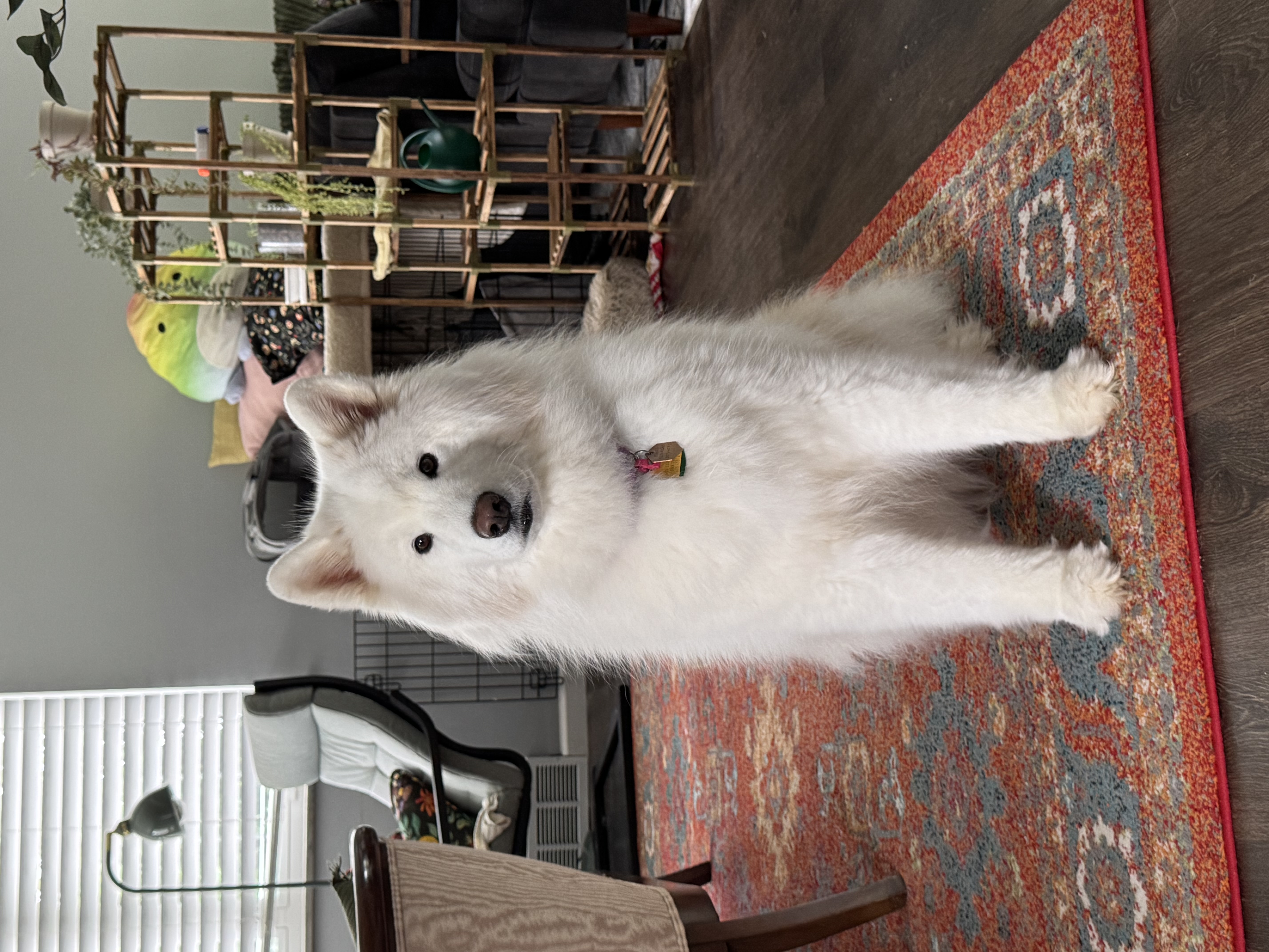 Pizza, one of Frank's dogs with Allegheny Tails