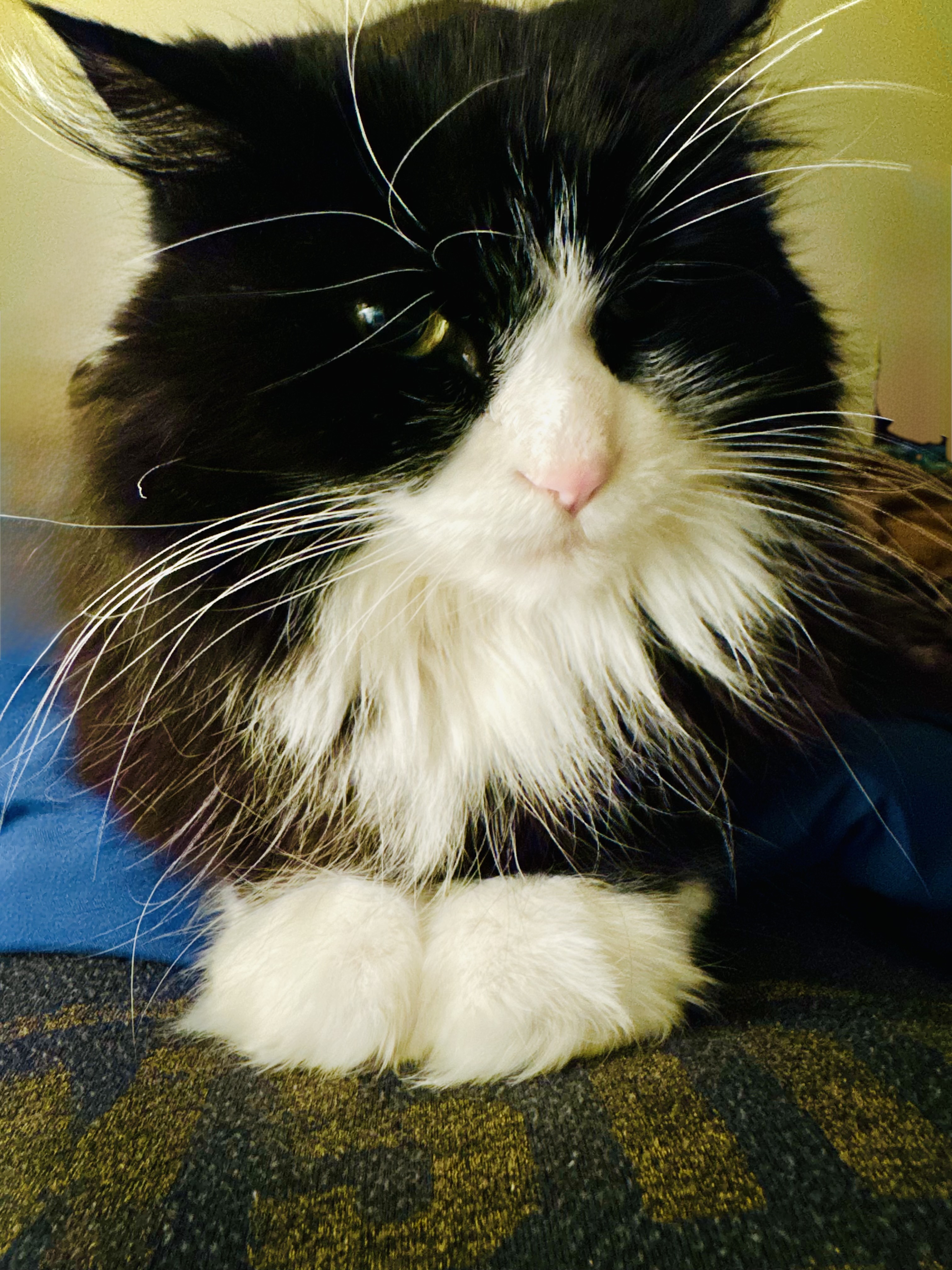 Cat sitting and drop-in cat care in Allegheny County PA