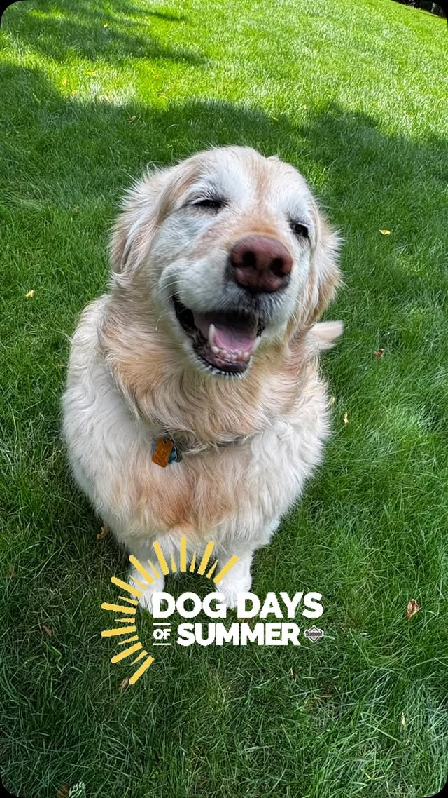 Dog walking service in Allegheny County and South Hills Pittsburgh